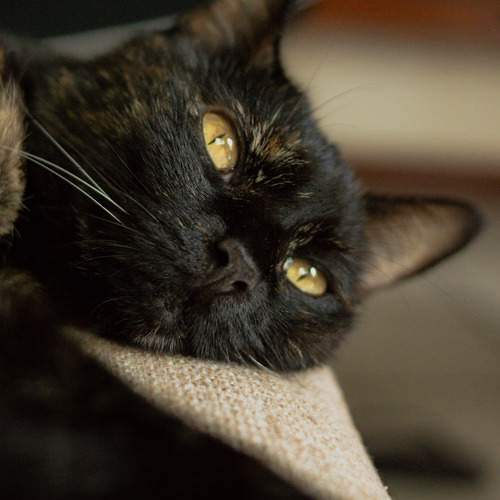 A look of serenity