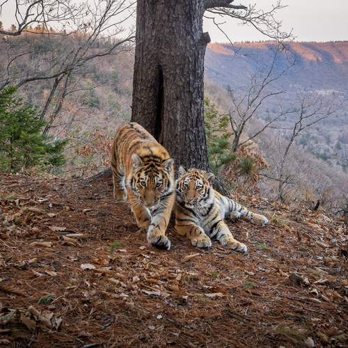 Photo #13545199