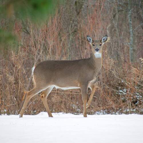 Photo #13545374