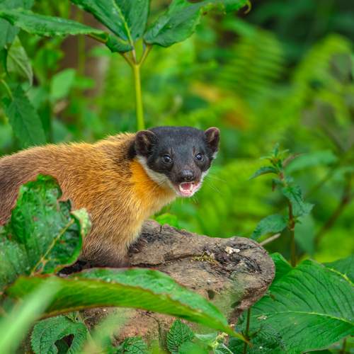 Guardian of the Green Canopy
