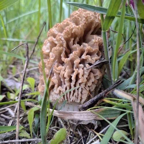 Photo #13546049