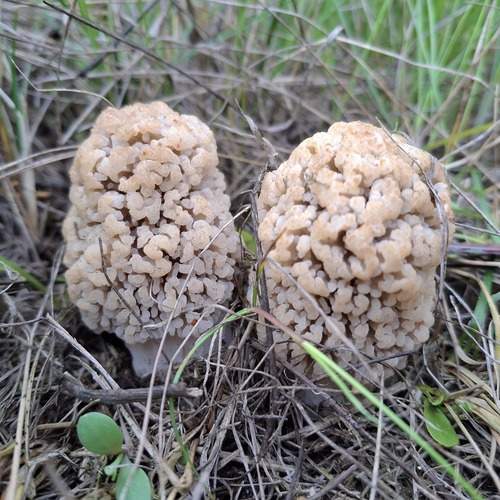 Photo #13546050