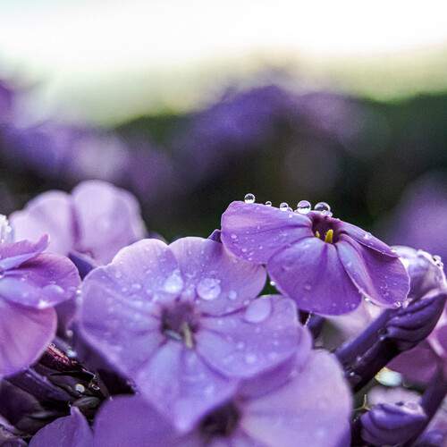 Photo #13546128