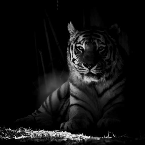 Photo #13546412