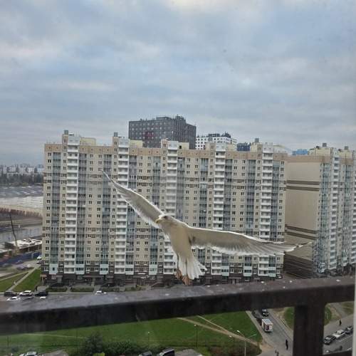 Photo #13546532