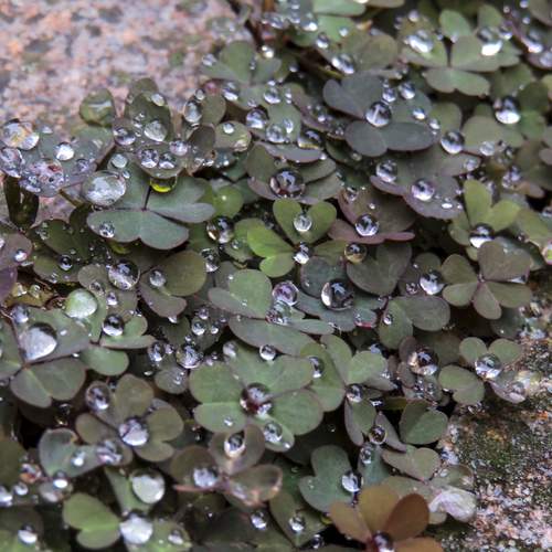 Water drops on leaves