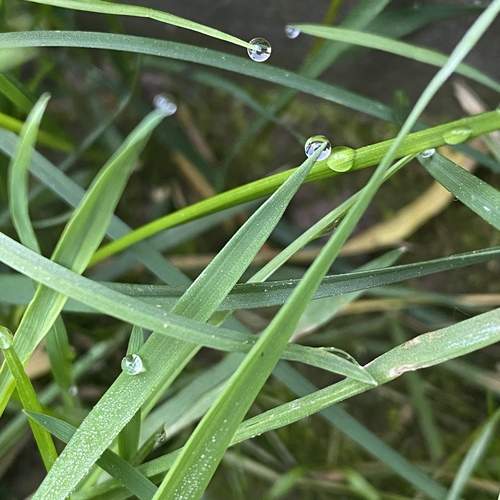 Water drops on the grass