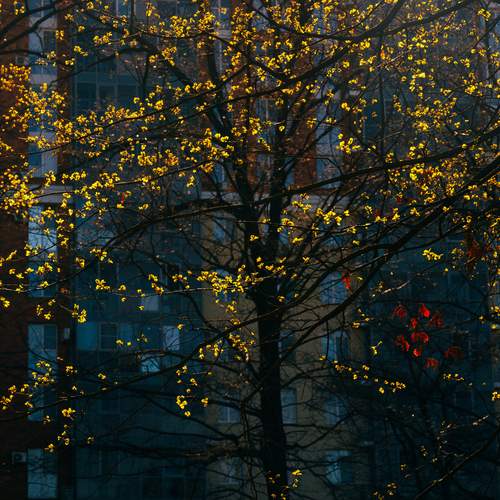 Photo #13549007