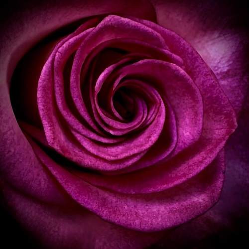 The rose turned to a reptile life !
