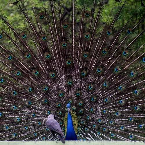 Crow asking peacock "Why are you so beautiful?"