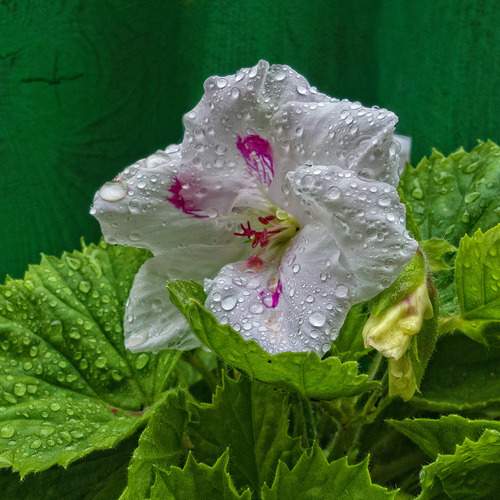 Photo #13550064