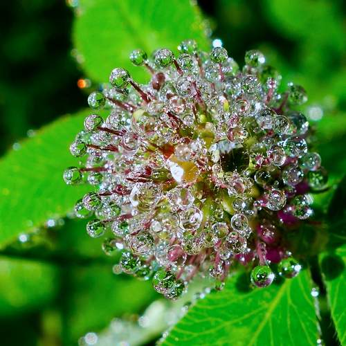 Summer waterdrops
