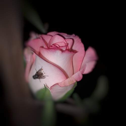 Photo #13550380