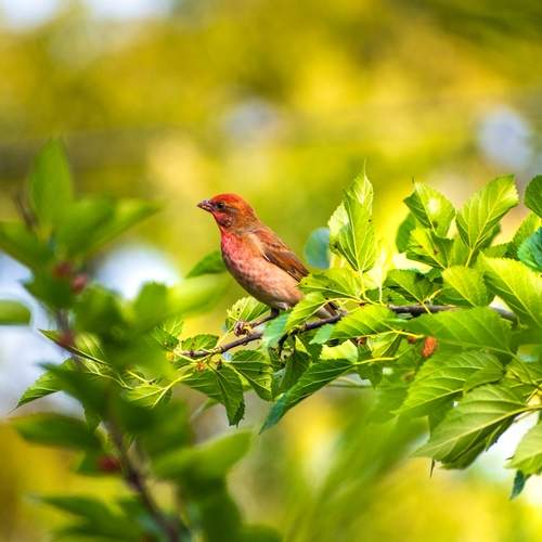 Rose finch Songbird.