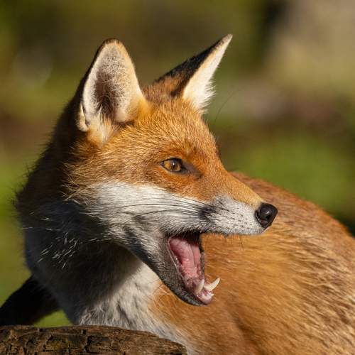 Photo #13550868