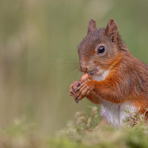 Photo #13550869