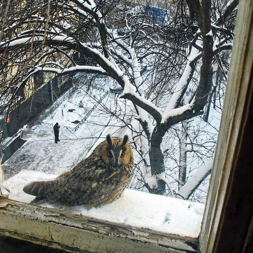 Москва, неожиданный гость за окном.