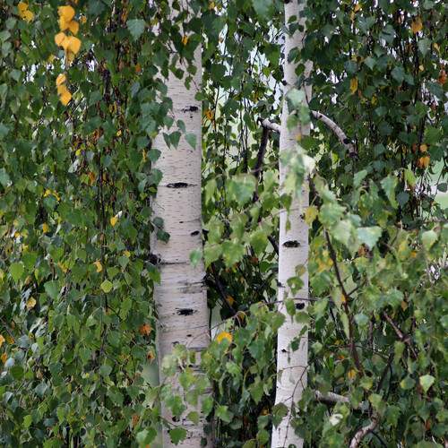 Photo #13551737
