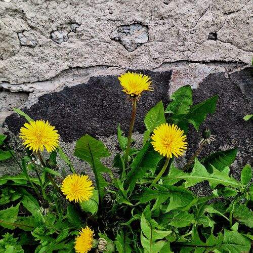 Photo #13554027