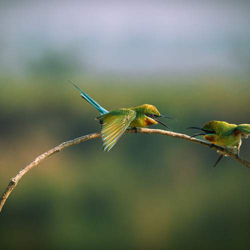 Photo #13554409