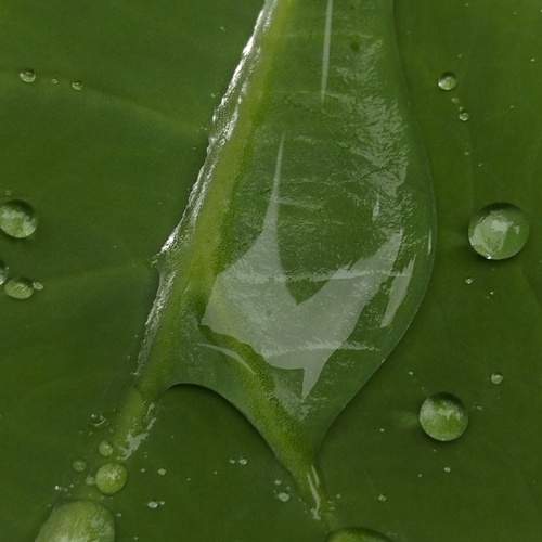 Green water