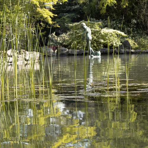Artistic view of a pond statue through tall water reeds