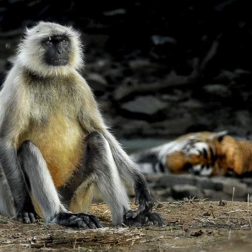Photo #13554678