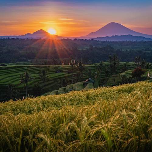 Simfoni Pagi Terasering Bali