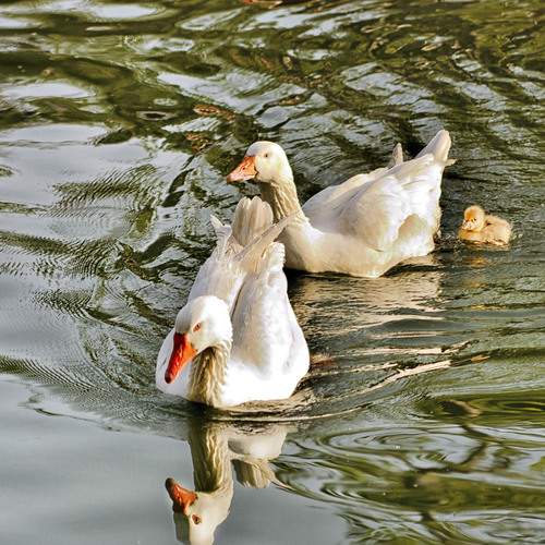 Photo #13555250