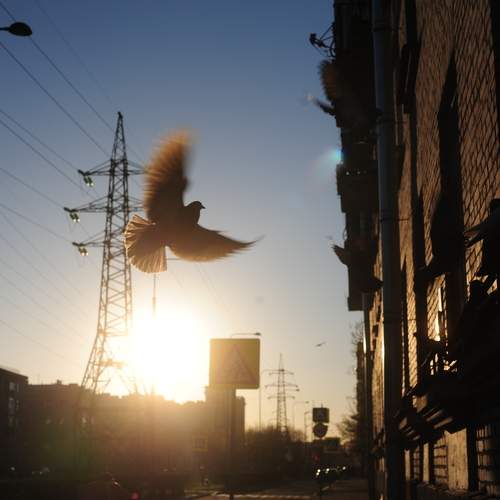 Photo #13555386