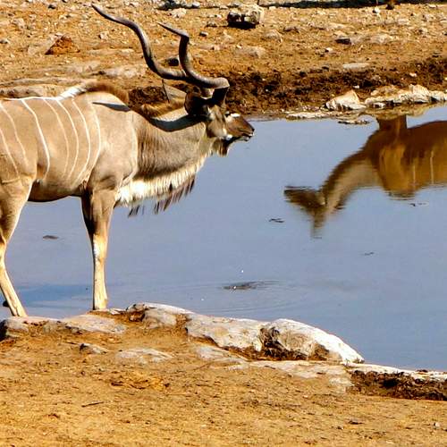 Eland gigante