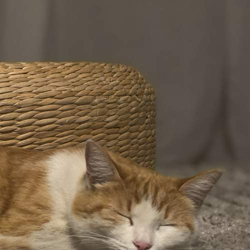 Photo #13555968