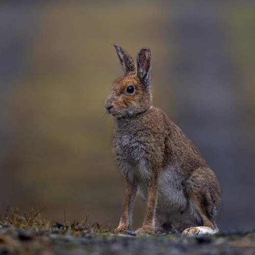 Hare