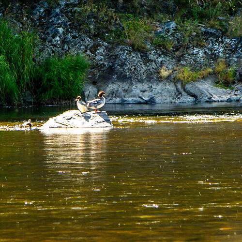 Photo #13556576