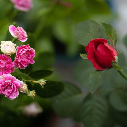 Blossoms of Contrast