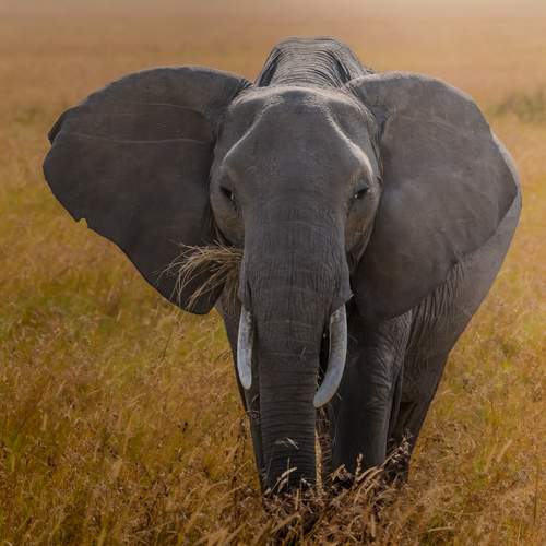 Photo #13557122