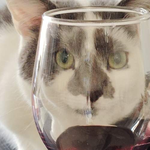 Photo #13557574
