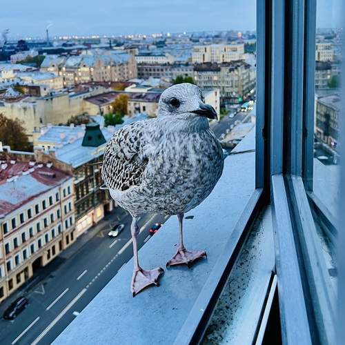 Петербуржец