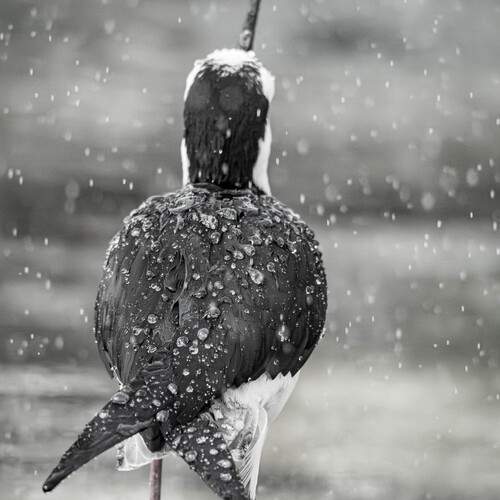 Photo #13558659