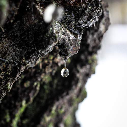 Photo #13559060