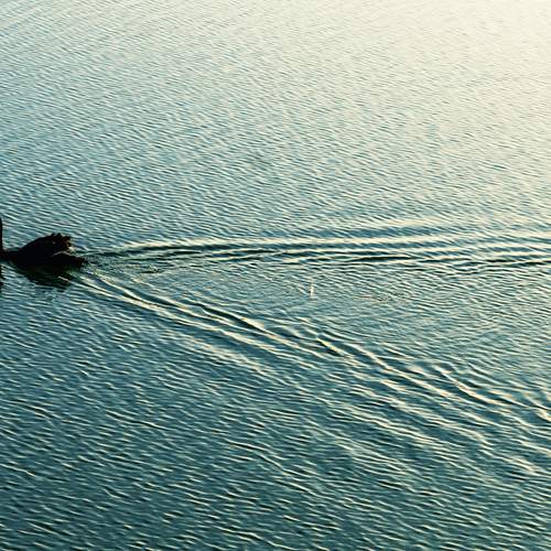 Photo #13559061