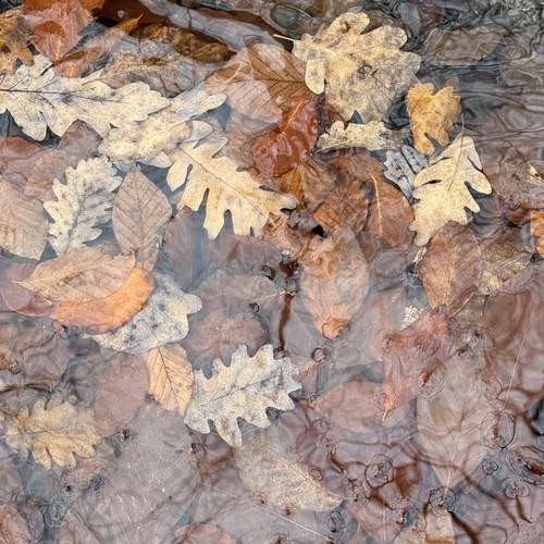 Photo #13559118