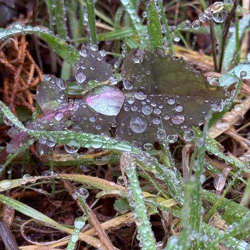 Photo #13559131