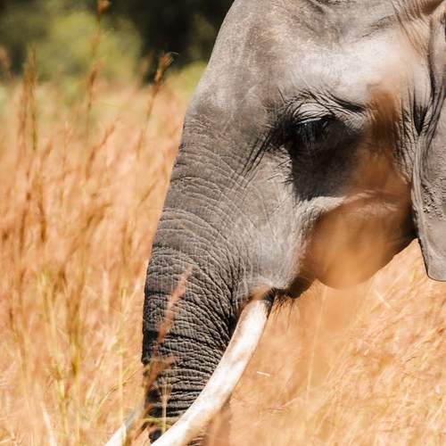 Majestic Giant