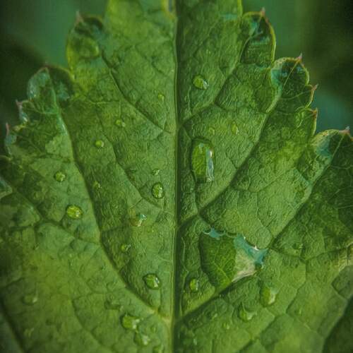 Photo #13559292