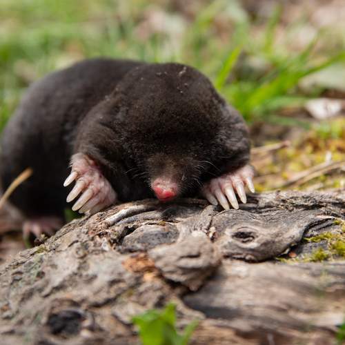 Photo #13559420