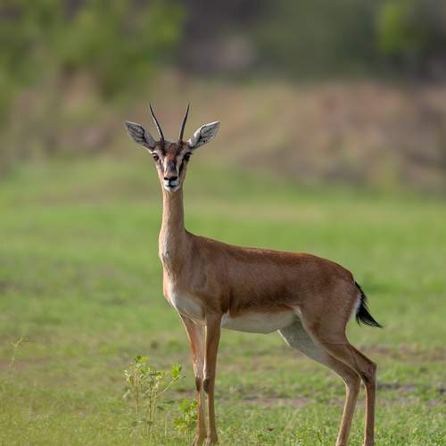 The Poised Look