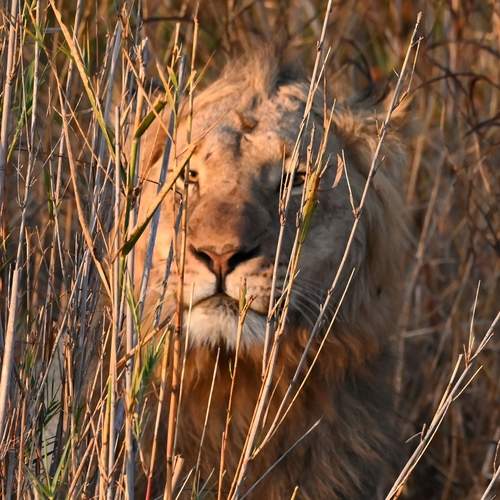 Photo #13559931