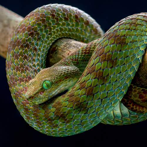 Trimeresurus truongsonensis
