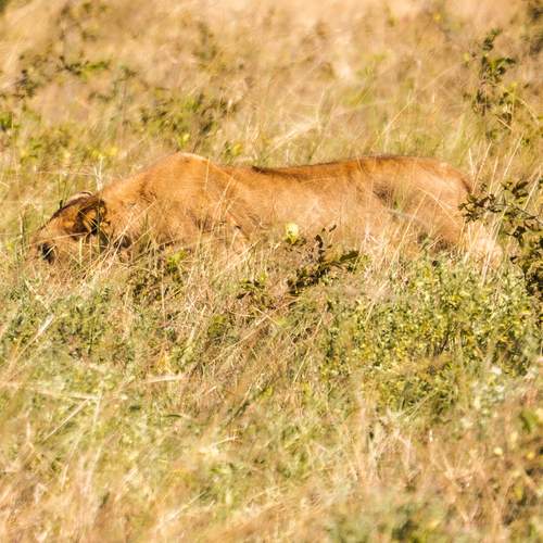 Queen of the Savanna